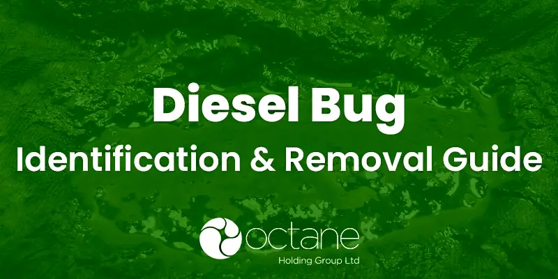 Diesel Bug